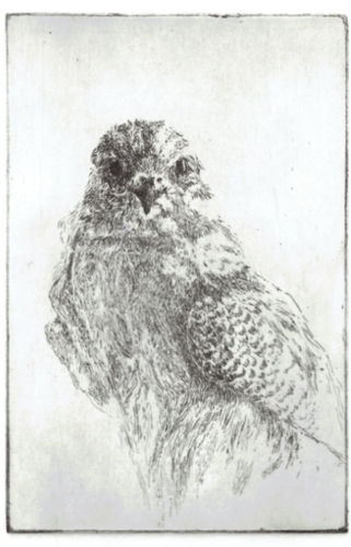 Judith de Dreu